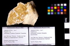 Foto (Objket + Etiketten) von Distefania sp. 